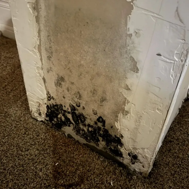 Professional Mold Removal in Fairfield, CT
